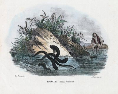 Leeches, 1863-79 by Raimundo Petraroja
